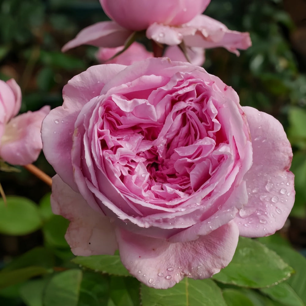 Mary Lennox Rose
