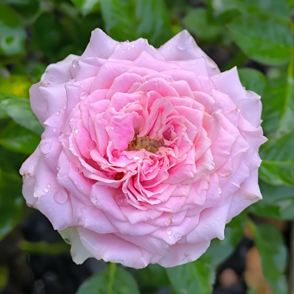 Mary Lennox Rose