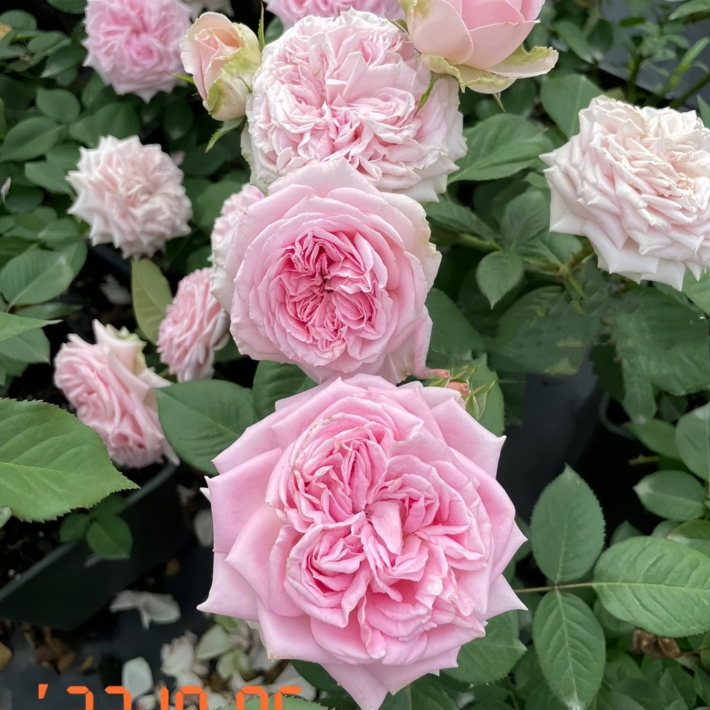 Mary Lennox Rose