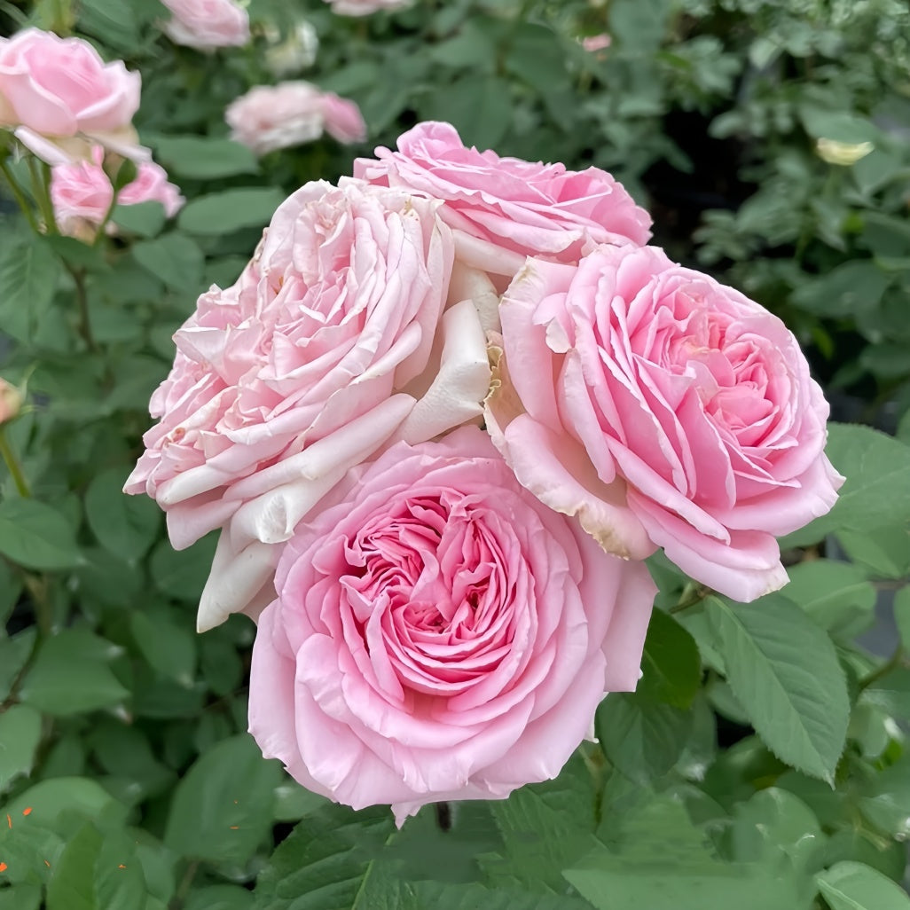 Mary Lennox Rose