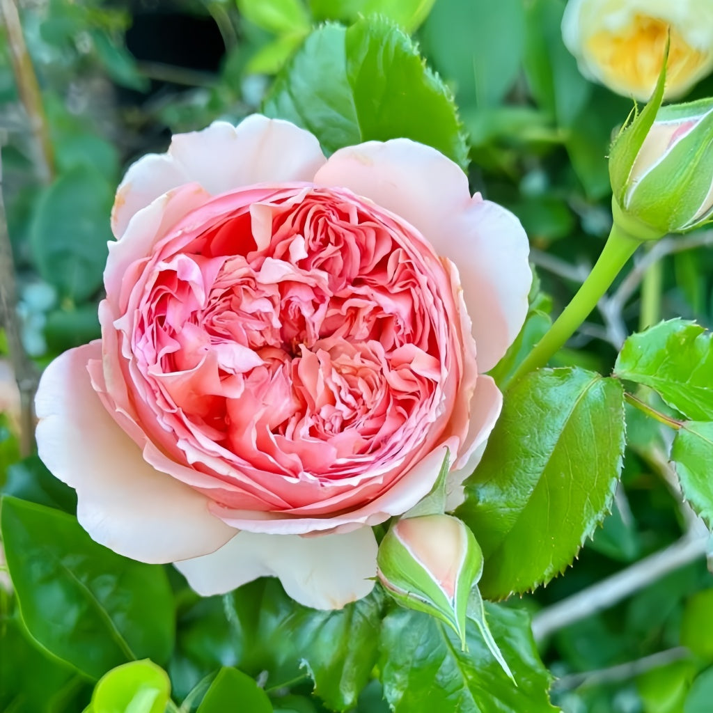 Masora Rose