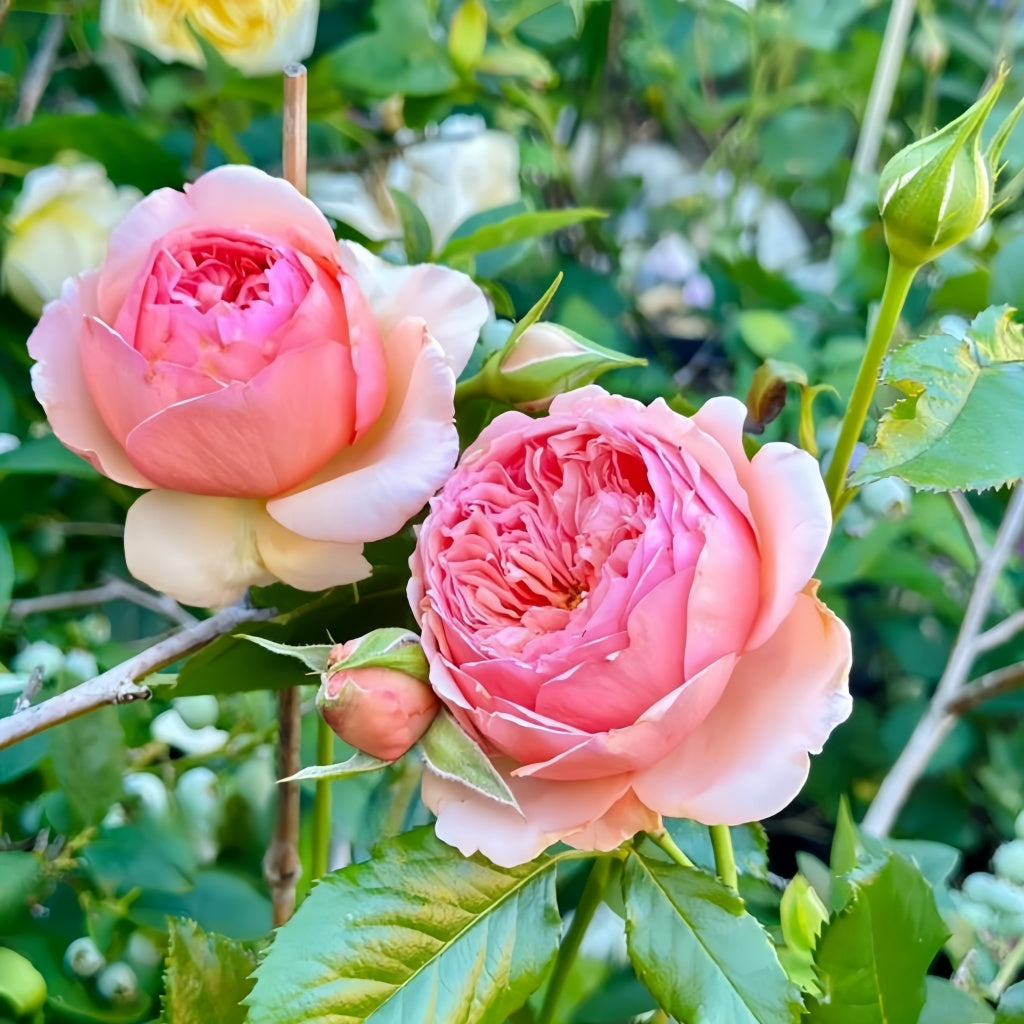 Masora Rose