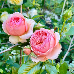 Masora Rose