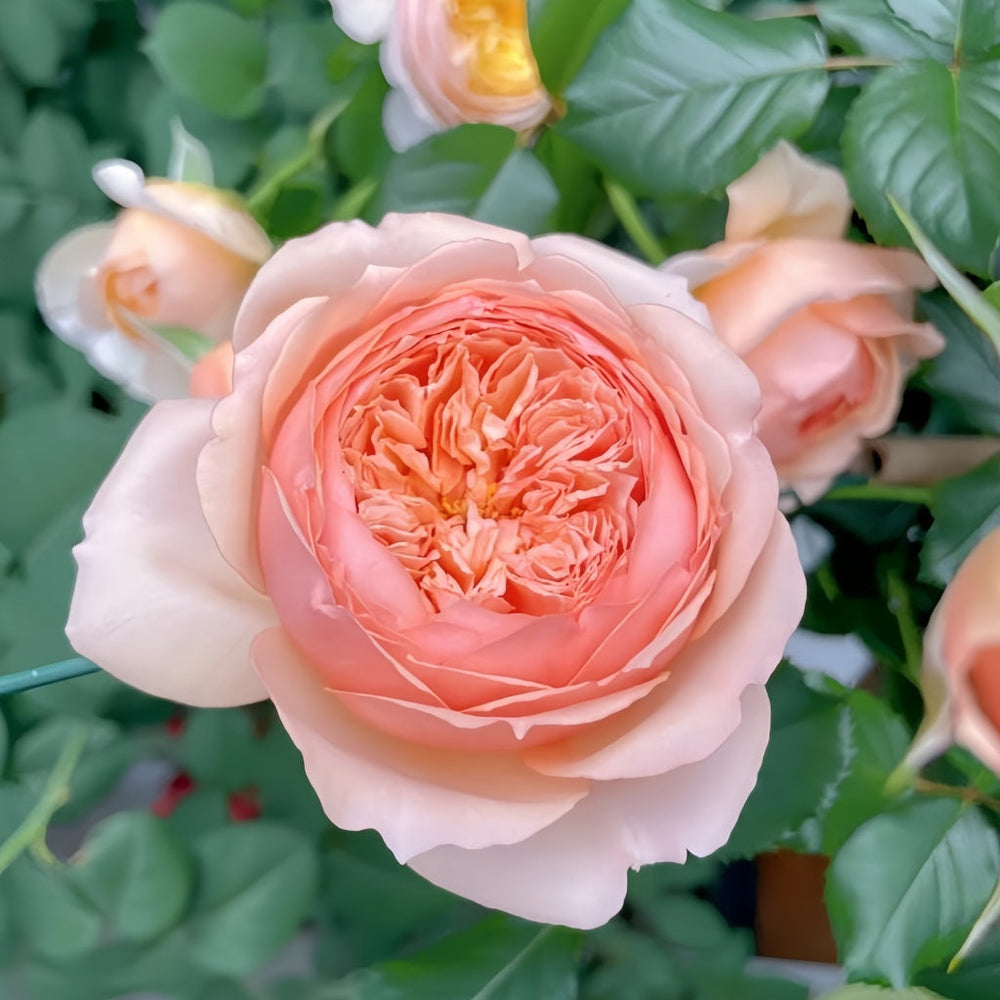 Masora Rose