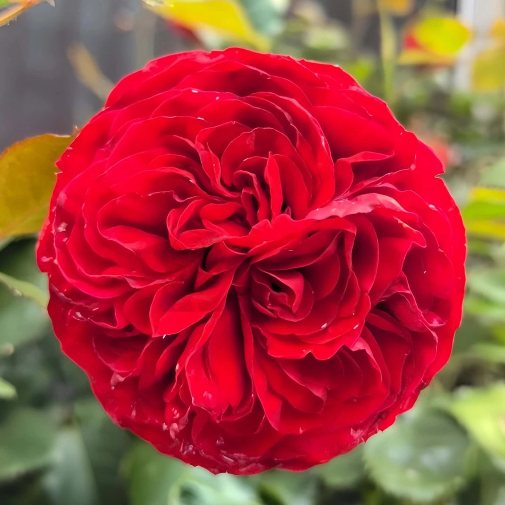 Matador Rose