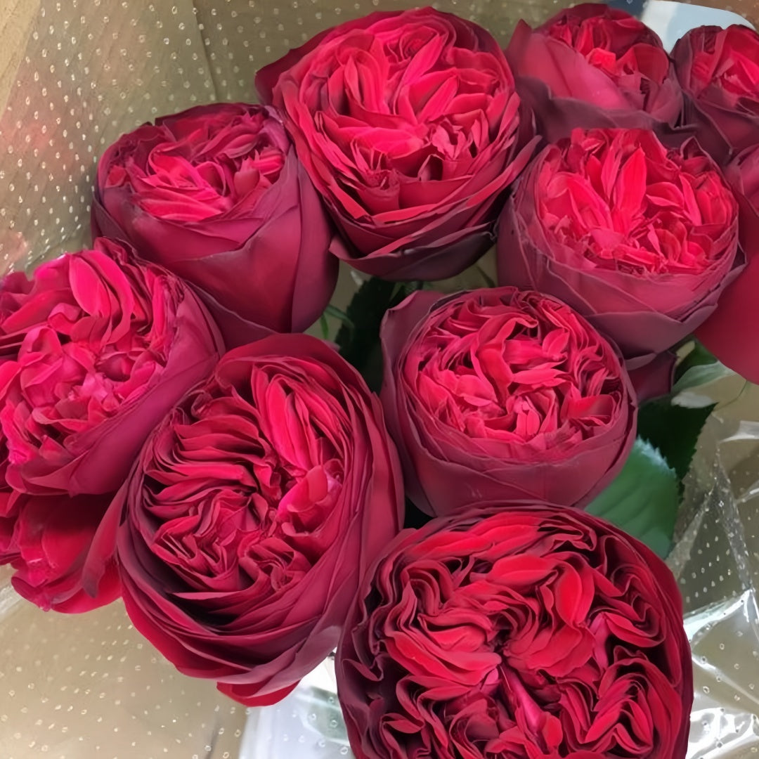 Matador Rose