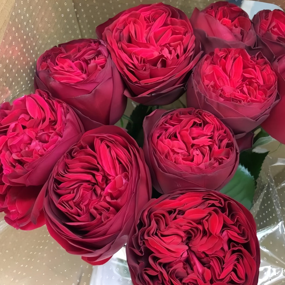 Matador Rose