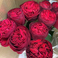 Matador Rose