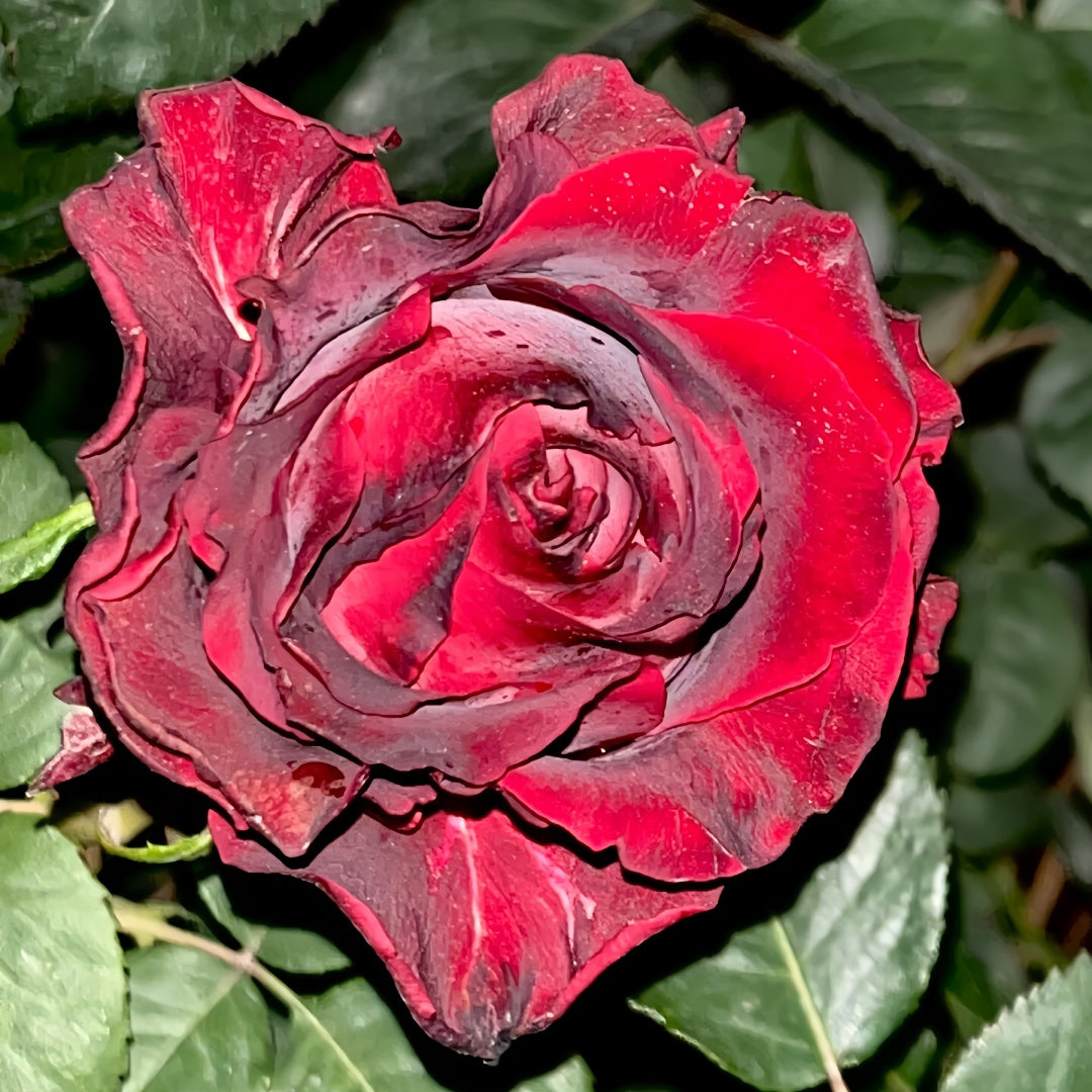 Matador Rose