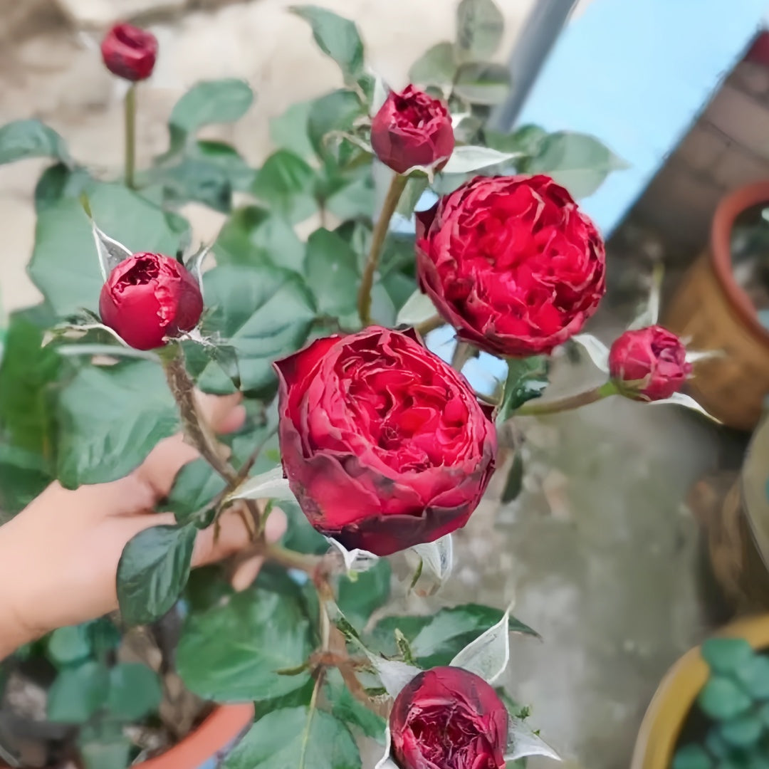Matador Rose