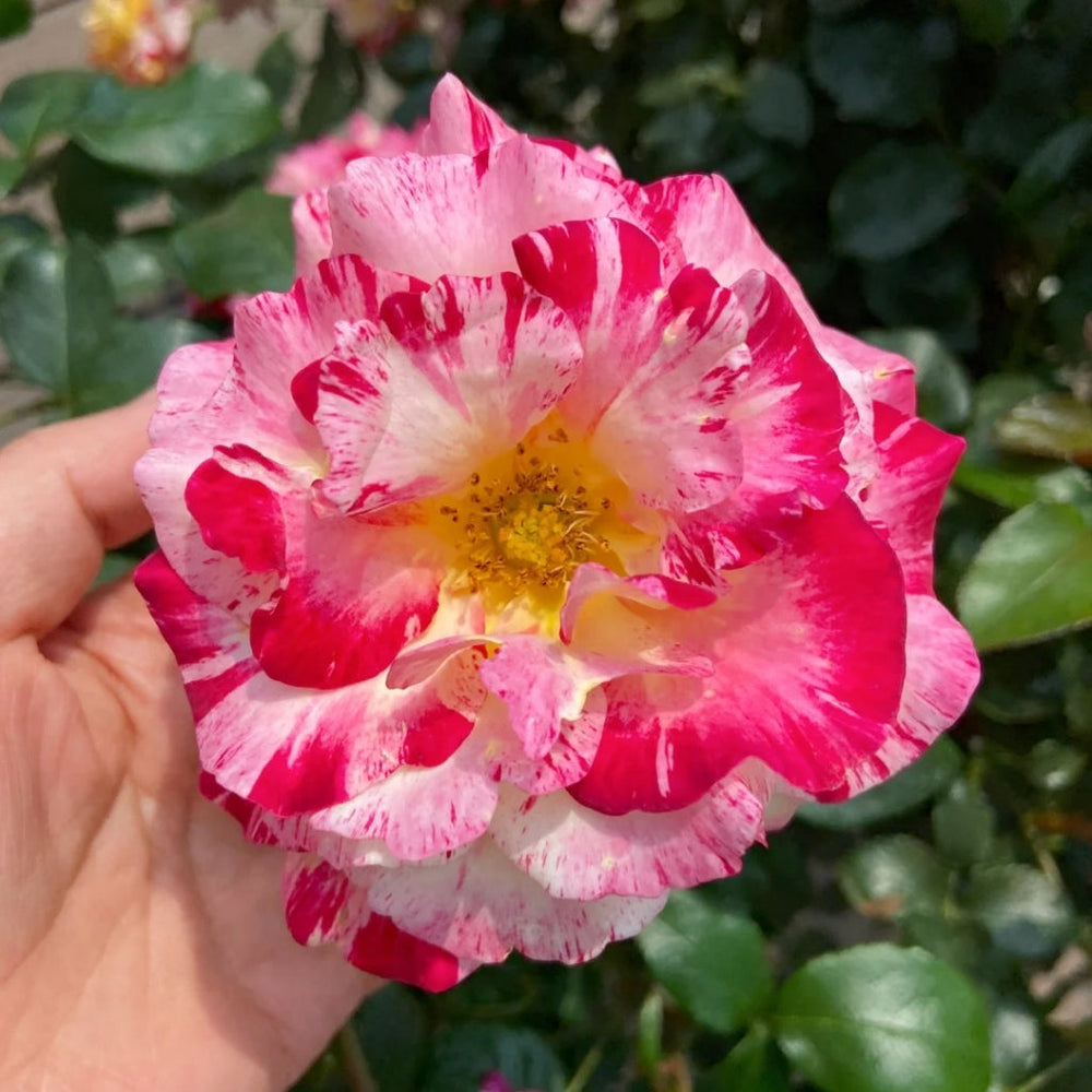 Maurice Utrillo Rose