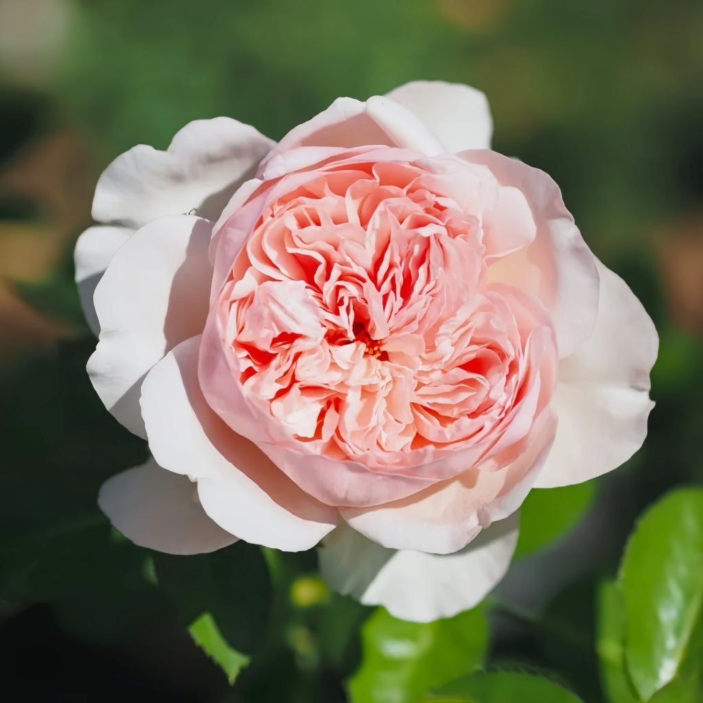 Mauritia Rose