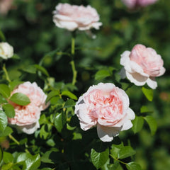Mauritia Rose