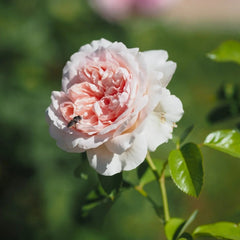 Mauritia Rose