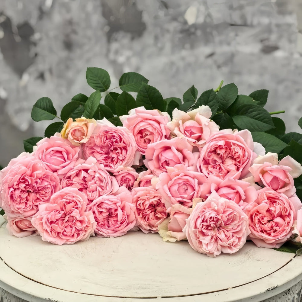 Mauritia Rose