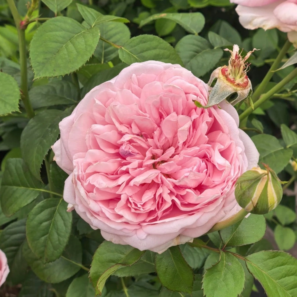 Mauritia Rose