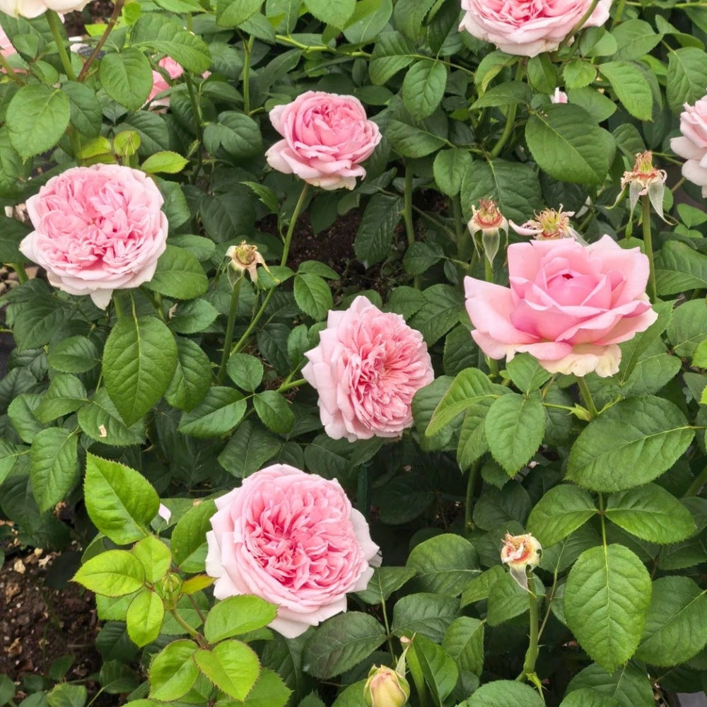 Mauritia Rose