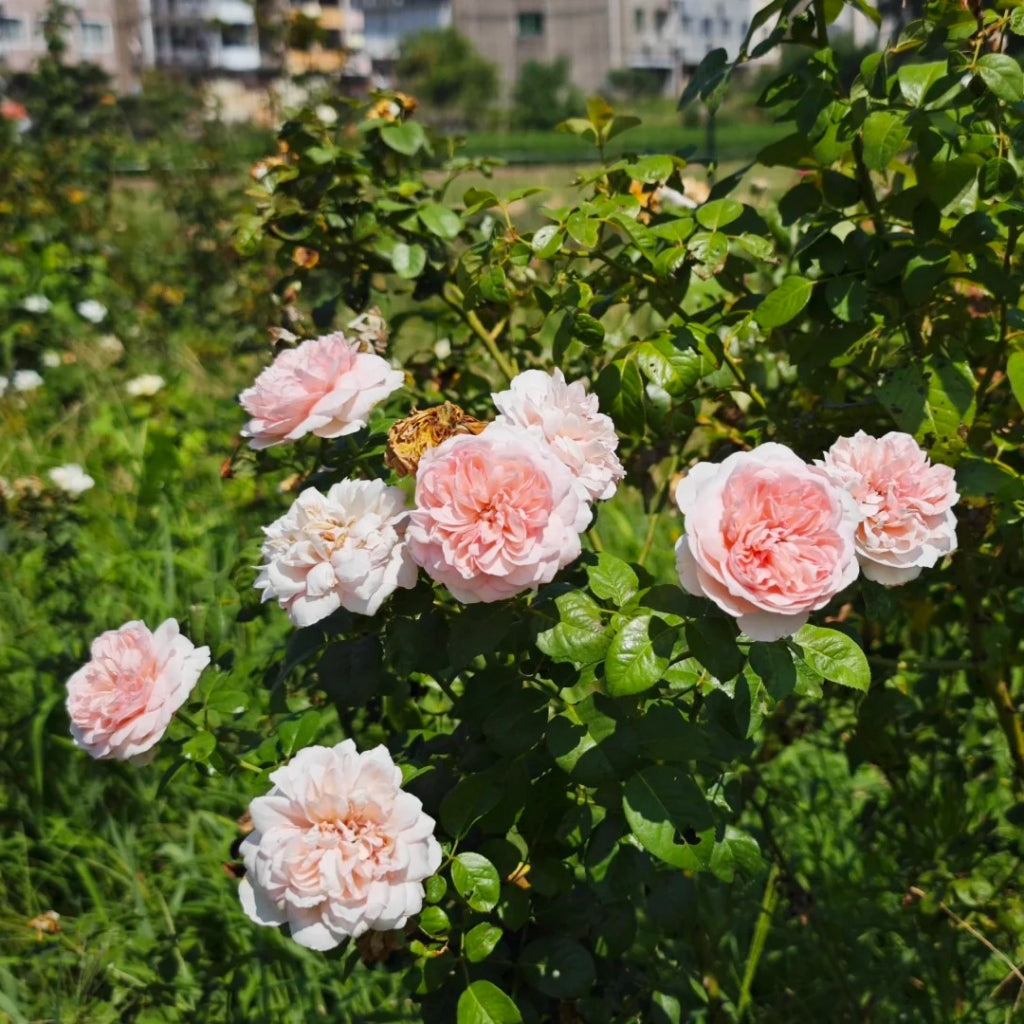 Mauritia Rose