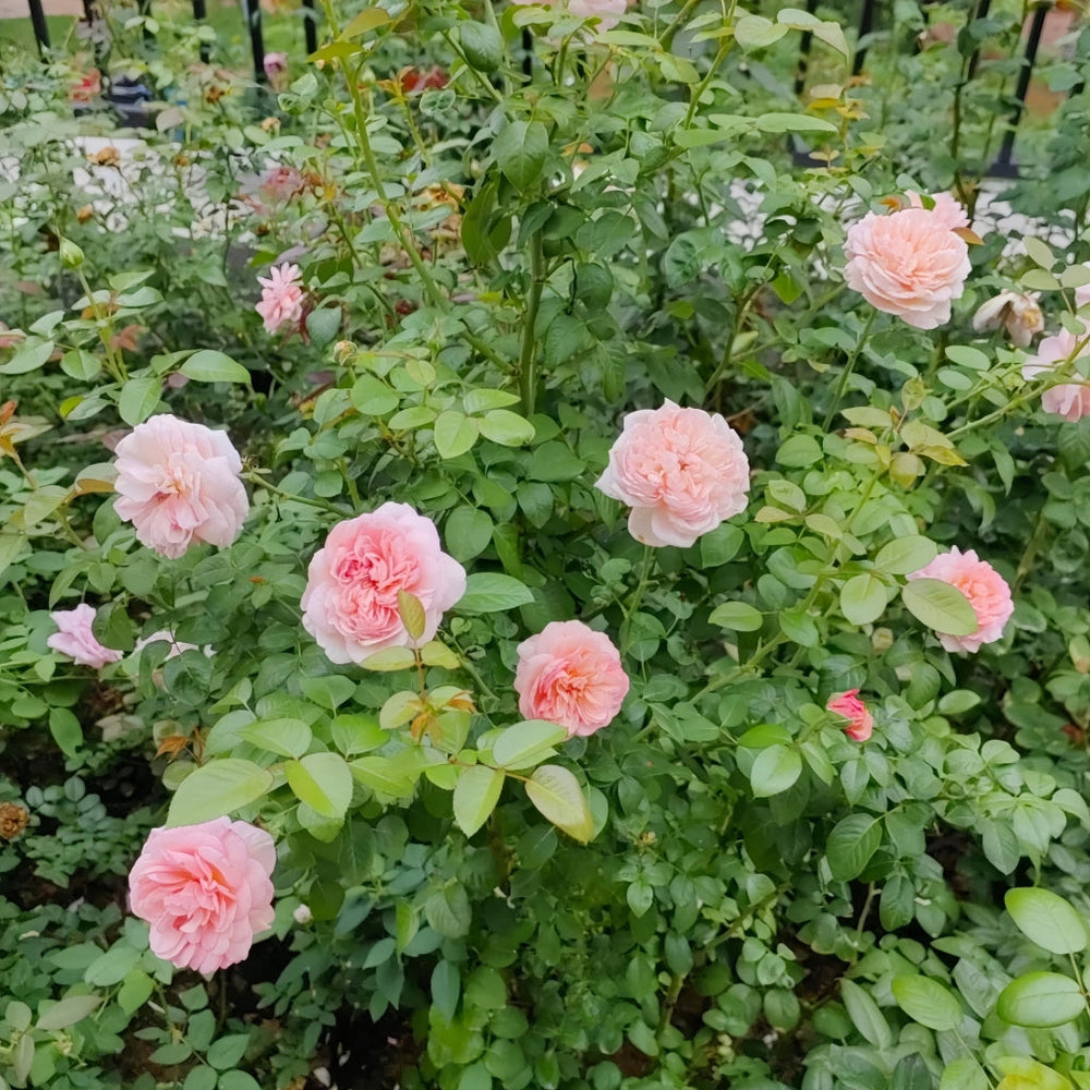 Mauritia Rose