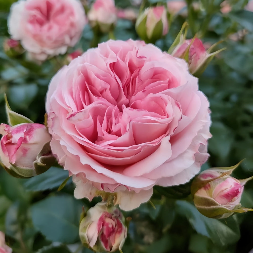 Mayra's Bridal Rose