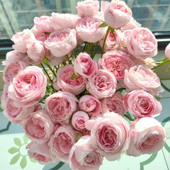 Mayra's Bridal Rose