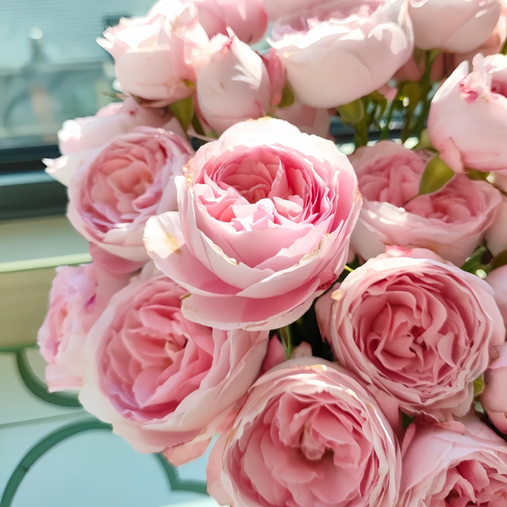 Mayra's Bridal Rose