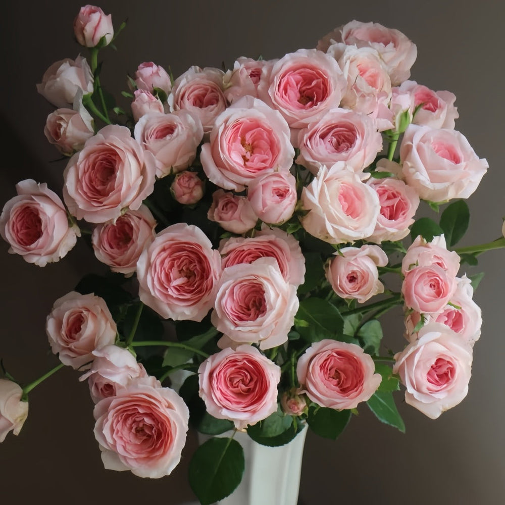 Mayra's Bridal Rose