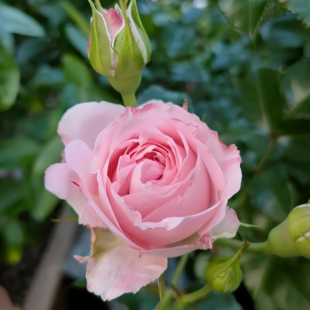 Mayra's Bridal Rose