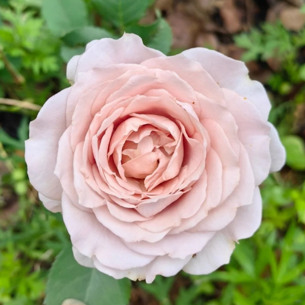 Memoire Rose