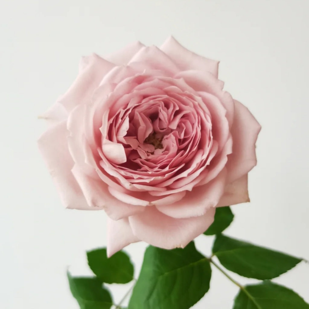 Memoire Rose