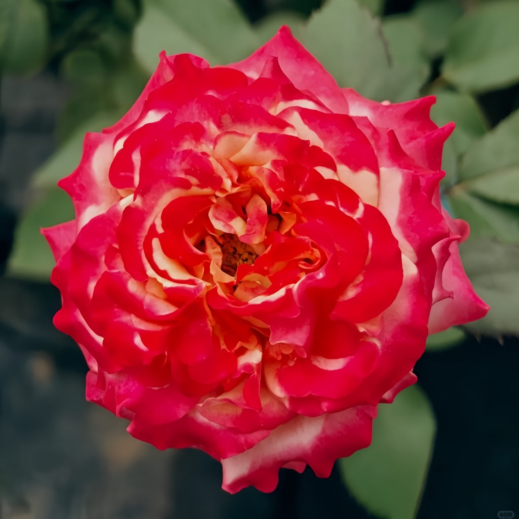 Memphis Rose
