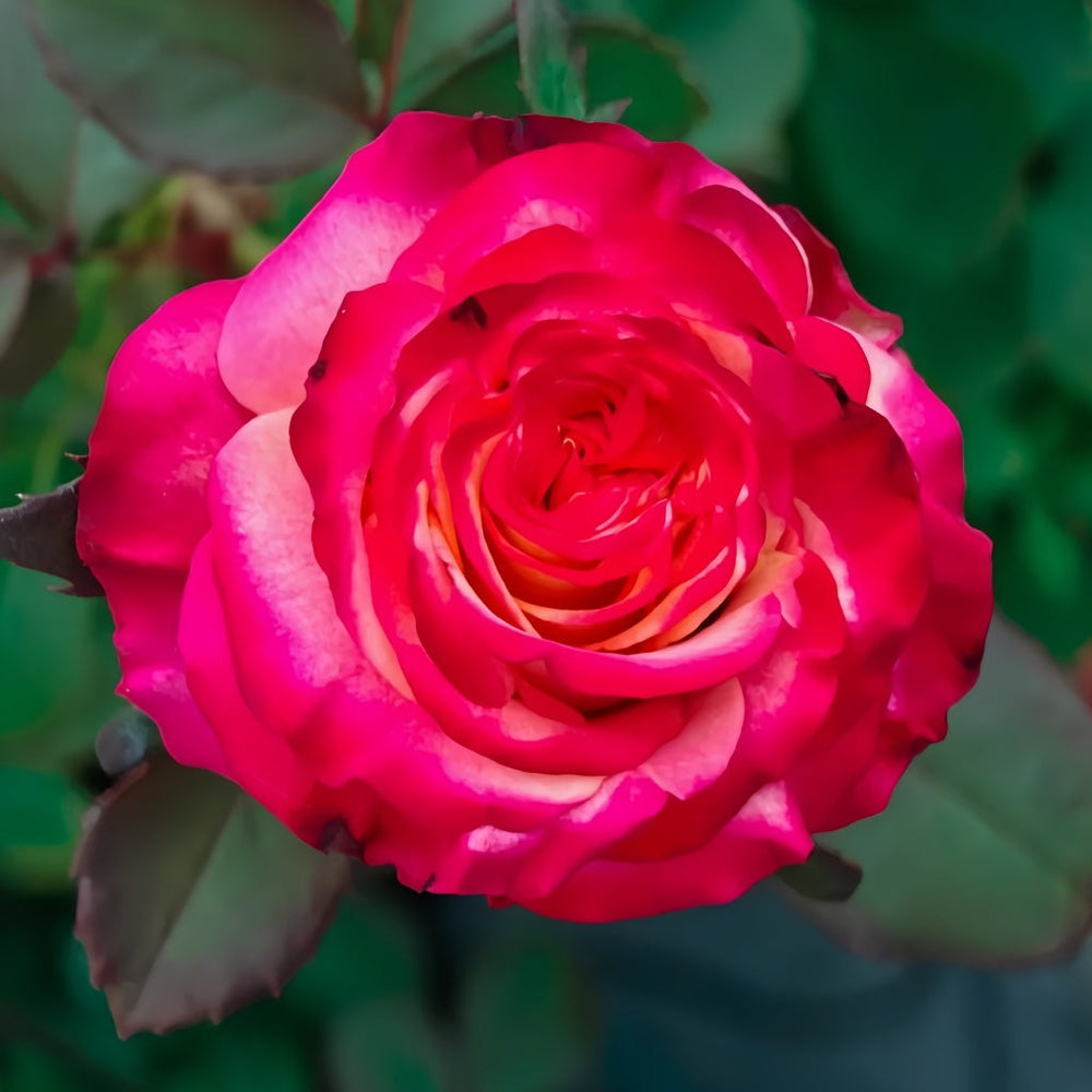 Memphis Rose