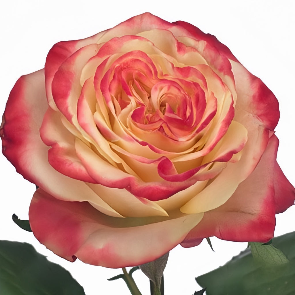 Memphis Rose
