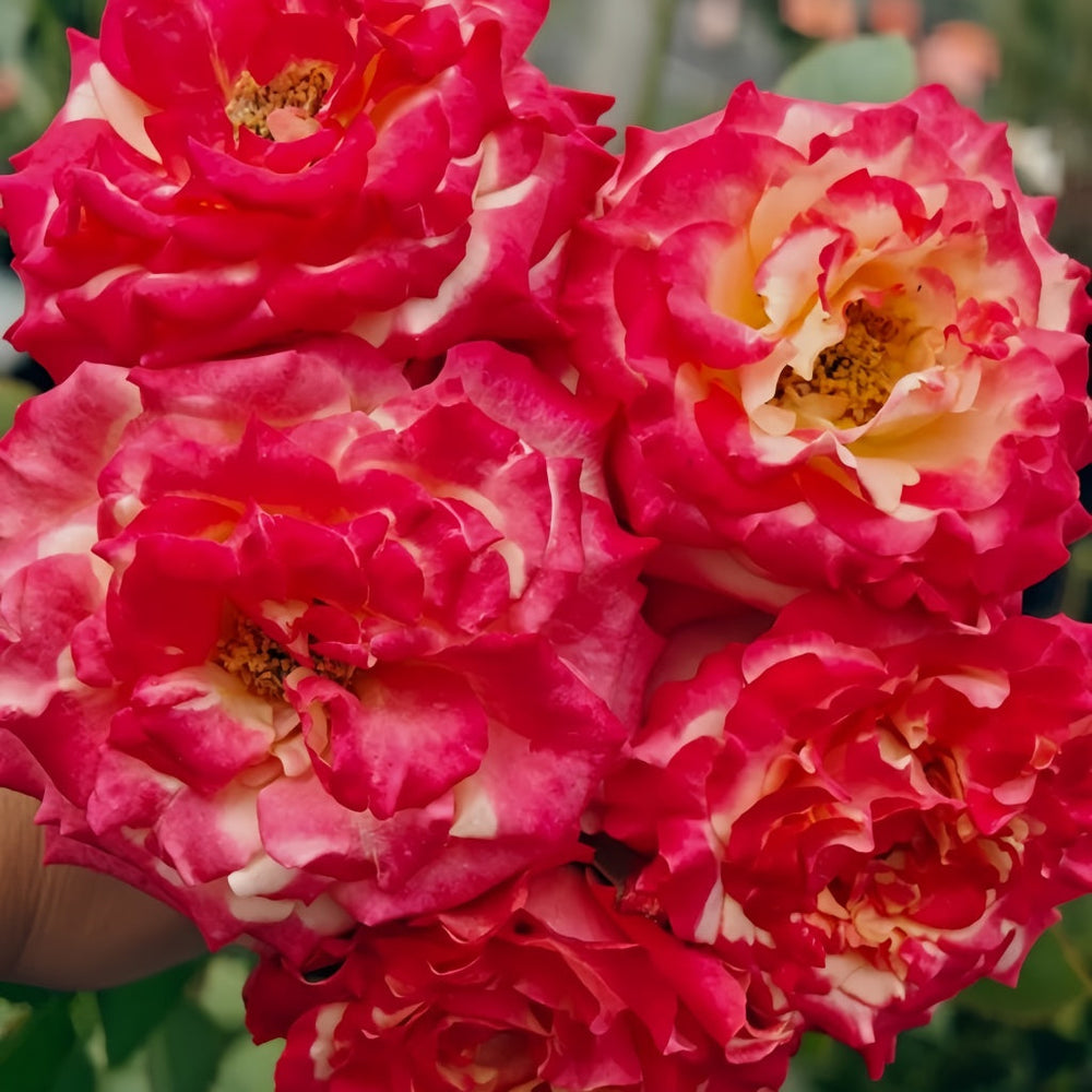 Memphis Rose