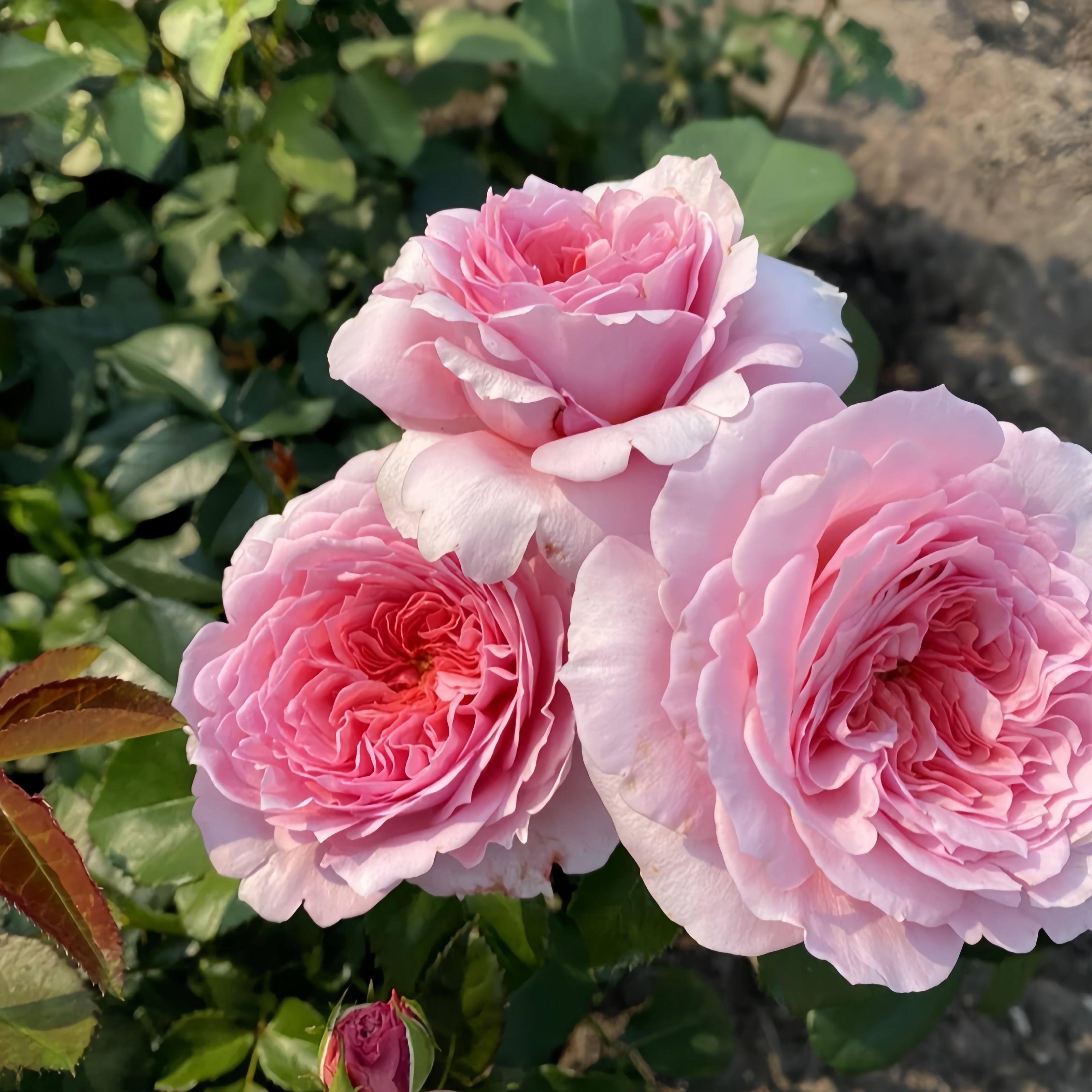 Millicent Rose