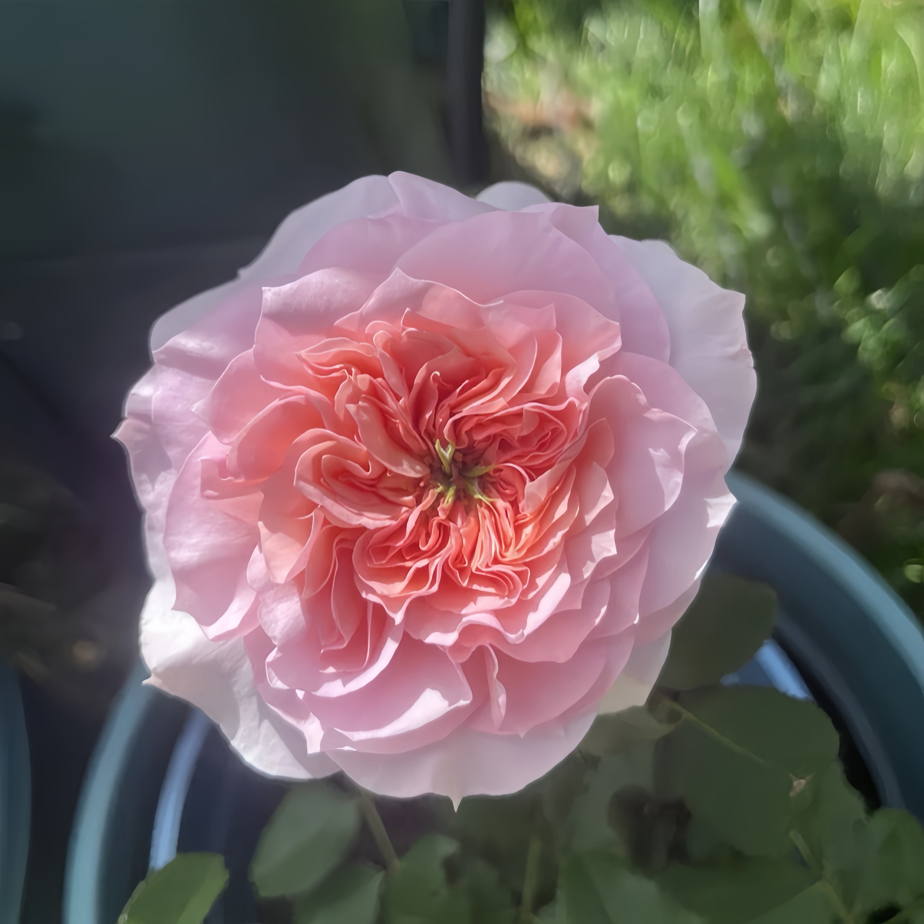 Millicent Rose