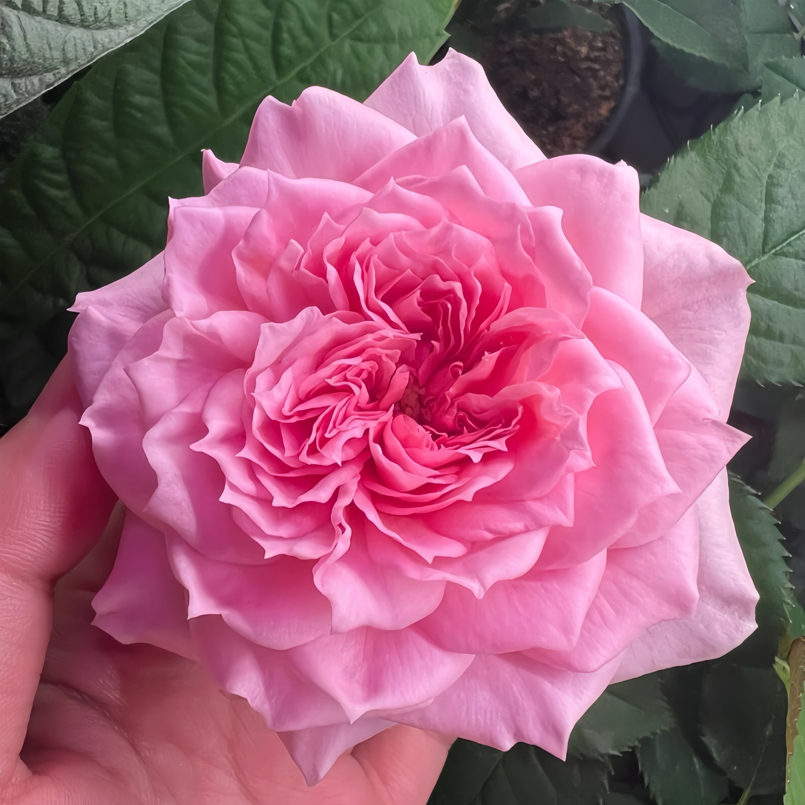 Millicent Rose