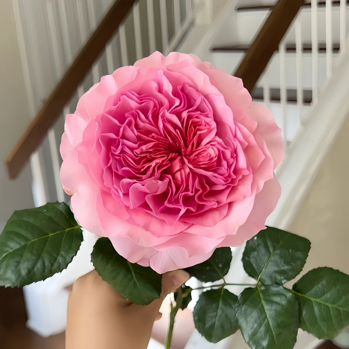 Millicent Rose