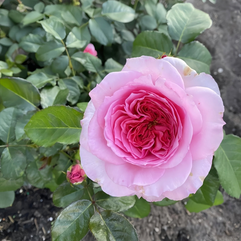 Millicent Rose