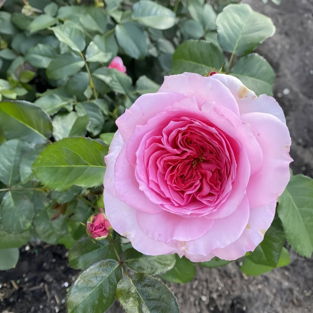 Millicent Rose