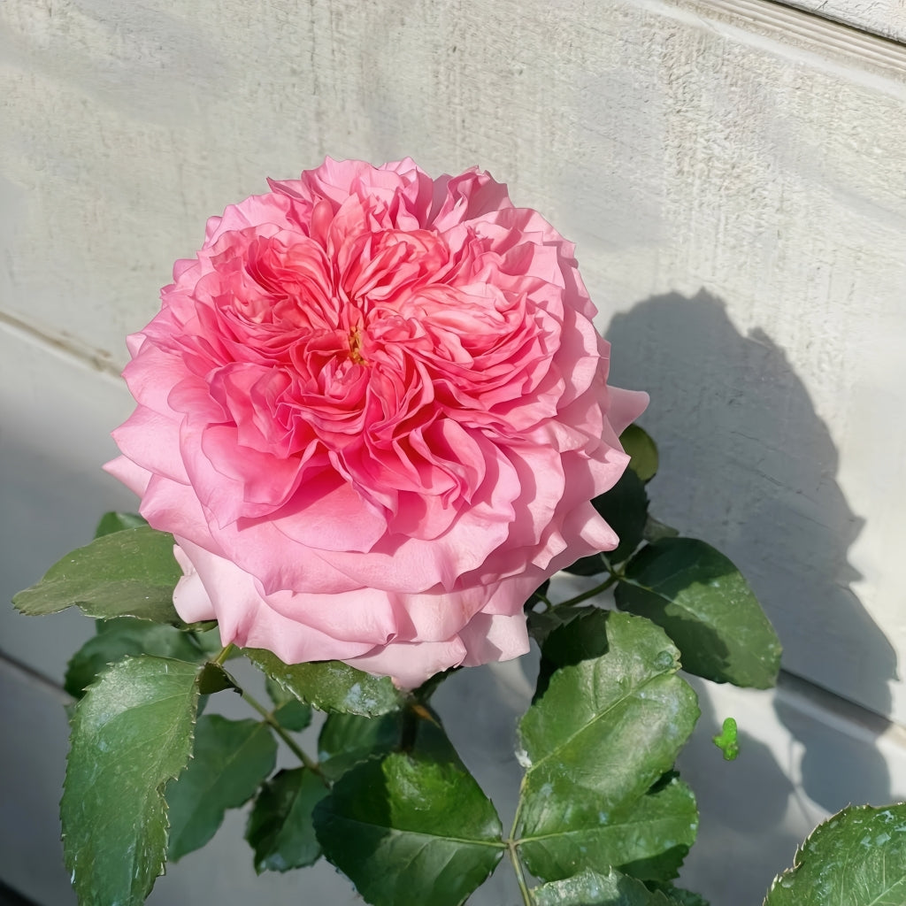 Millicent Rose
