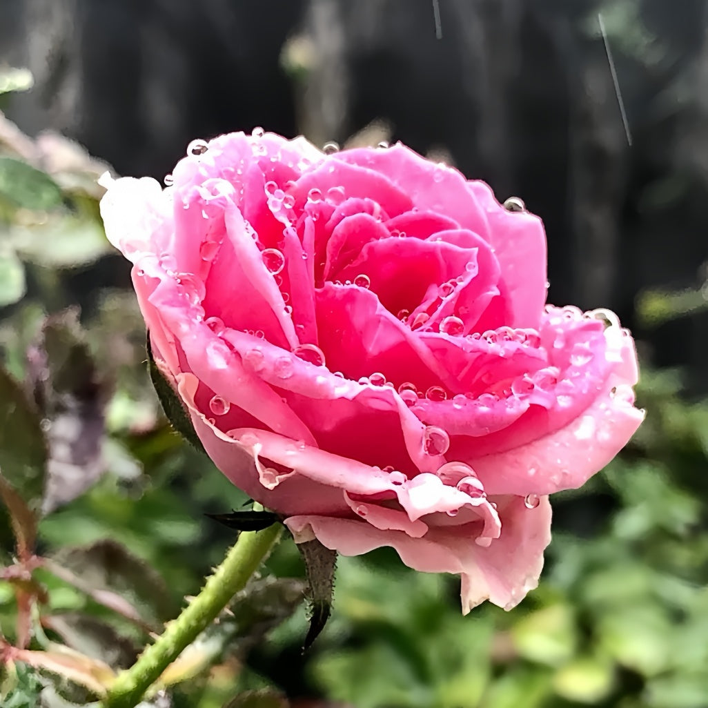 Mimi Eden Meiland Rose