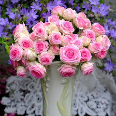 Mimi Eden Meiland Rose