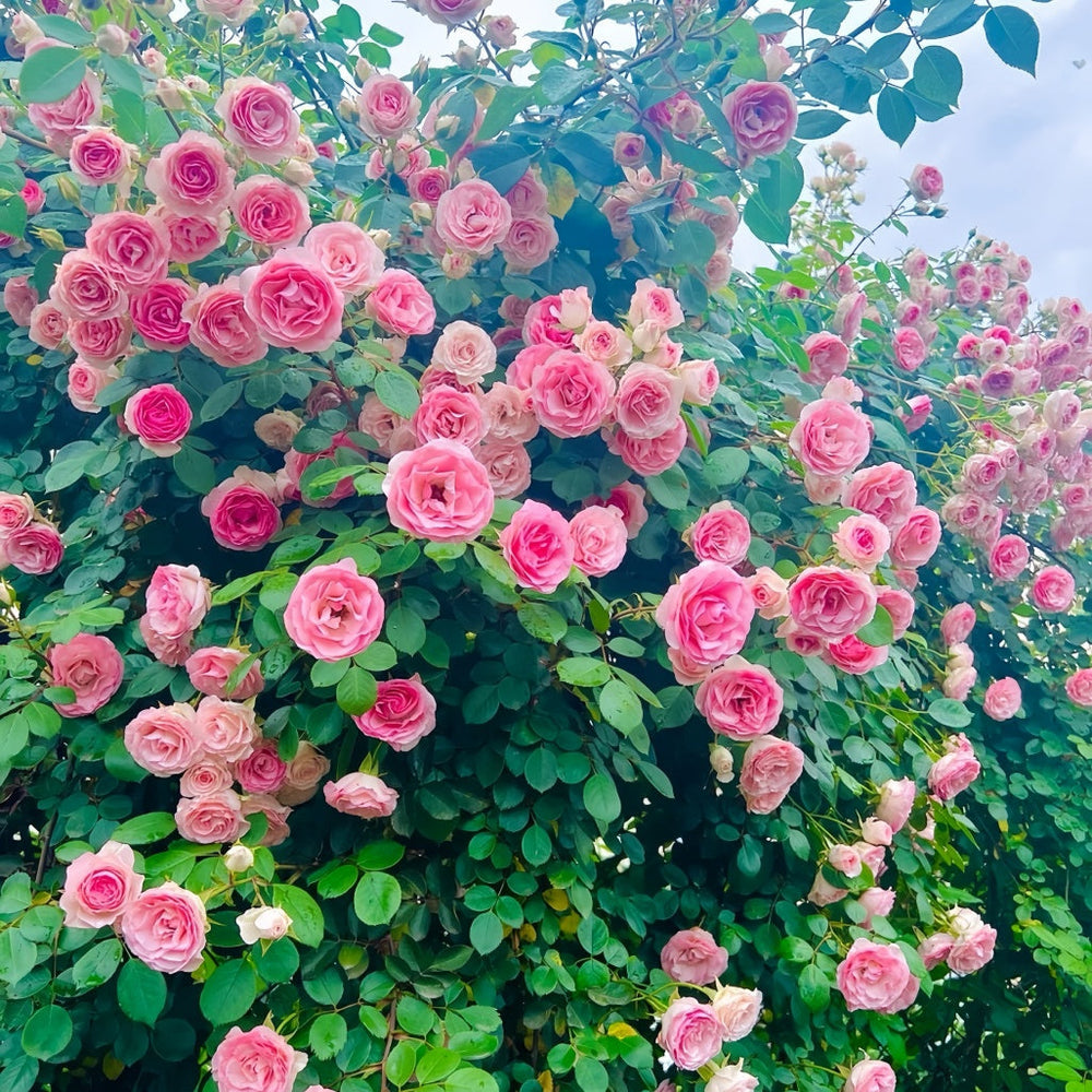 Mimi Eden Meiland Rose