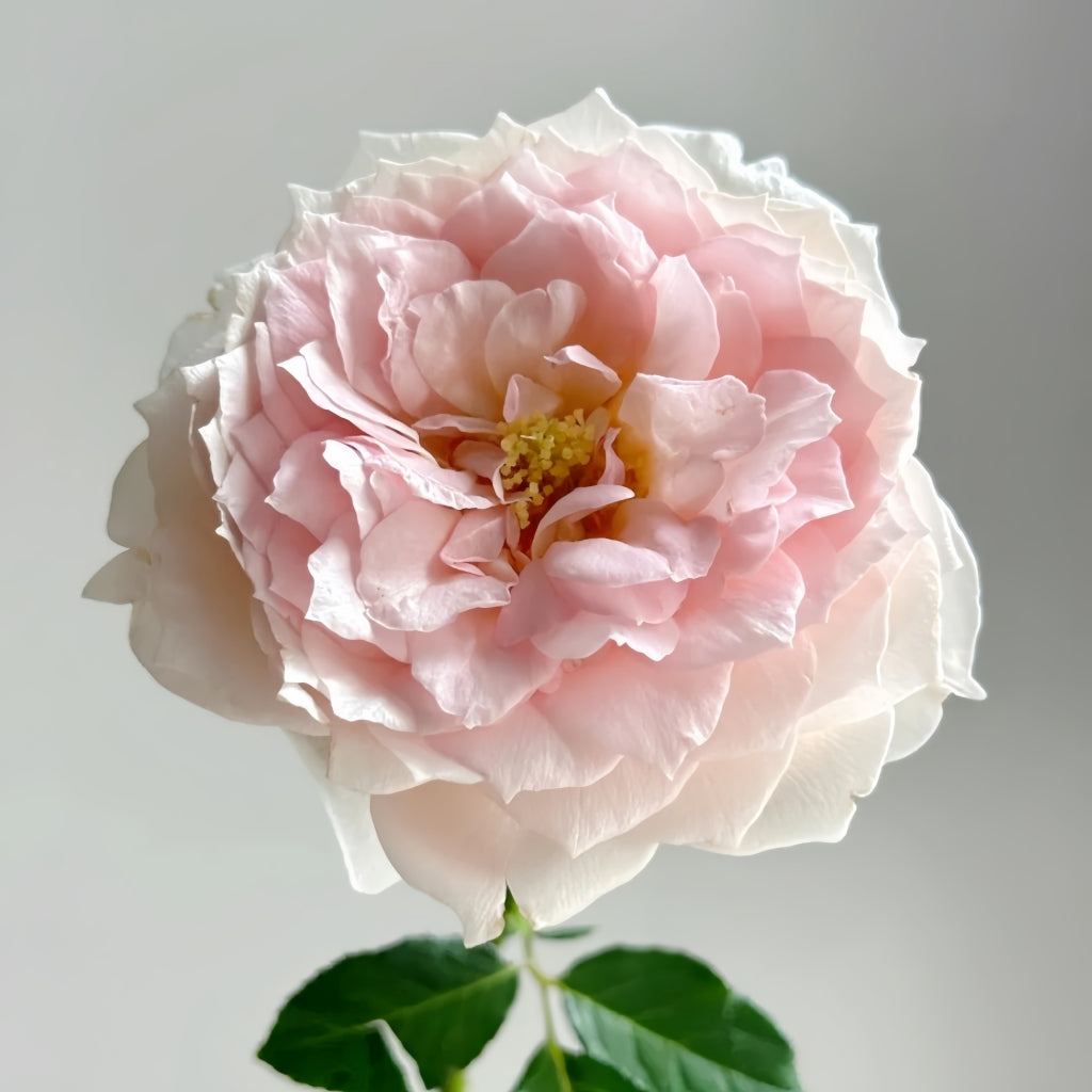Miss Dior Rose