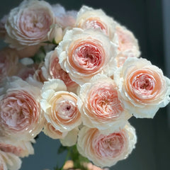 Miss Dior Rose