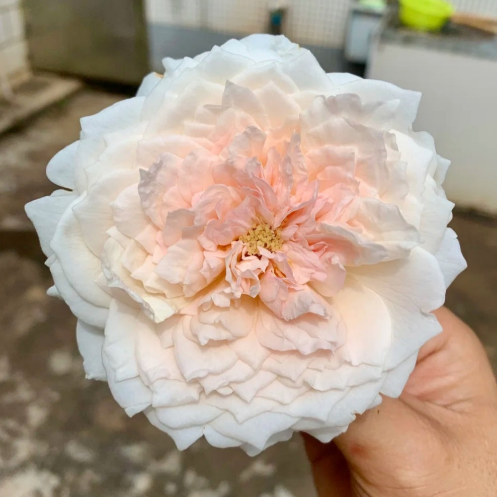 Miss Dior Rose