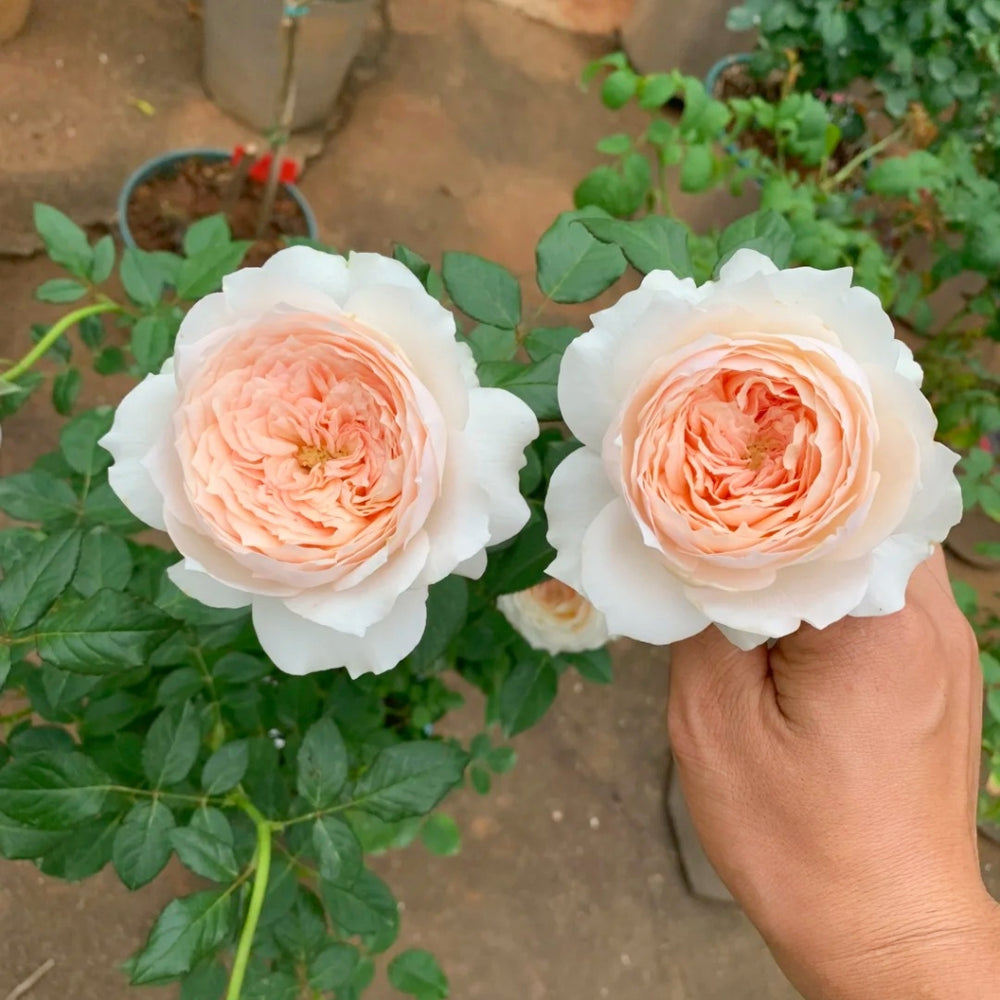 Miss Dior Rose