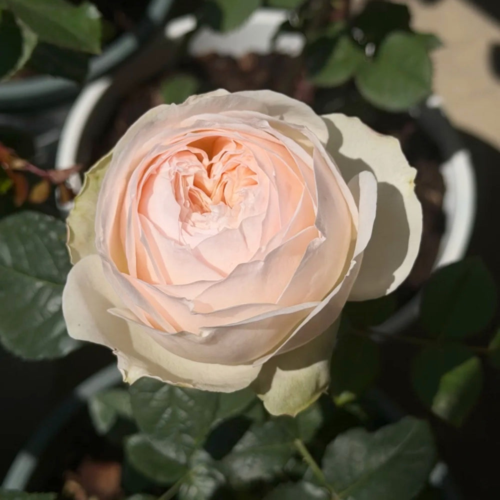 Miss Dior Rose
