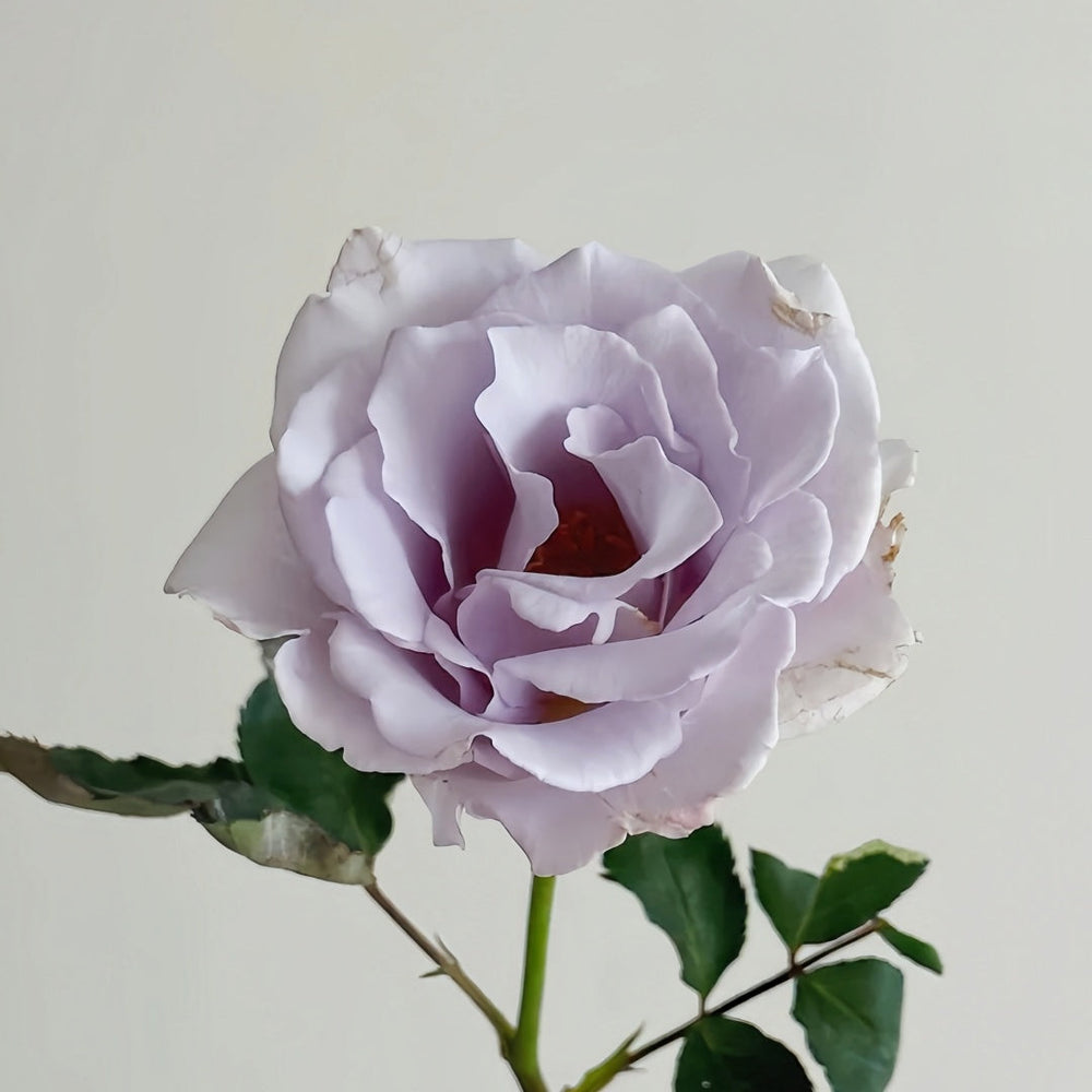 Misty Purple Rose